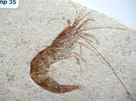 solnhofen shrimp for sale